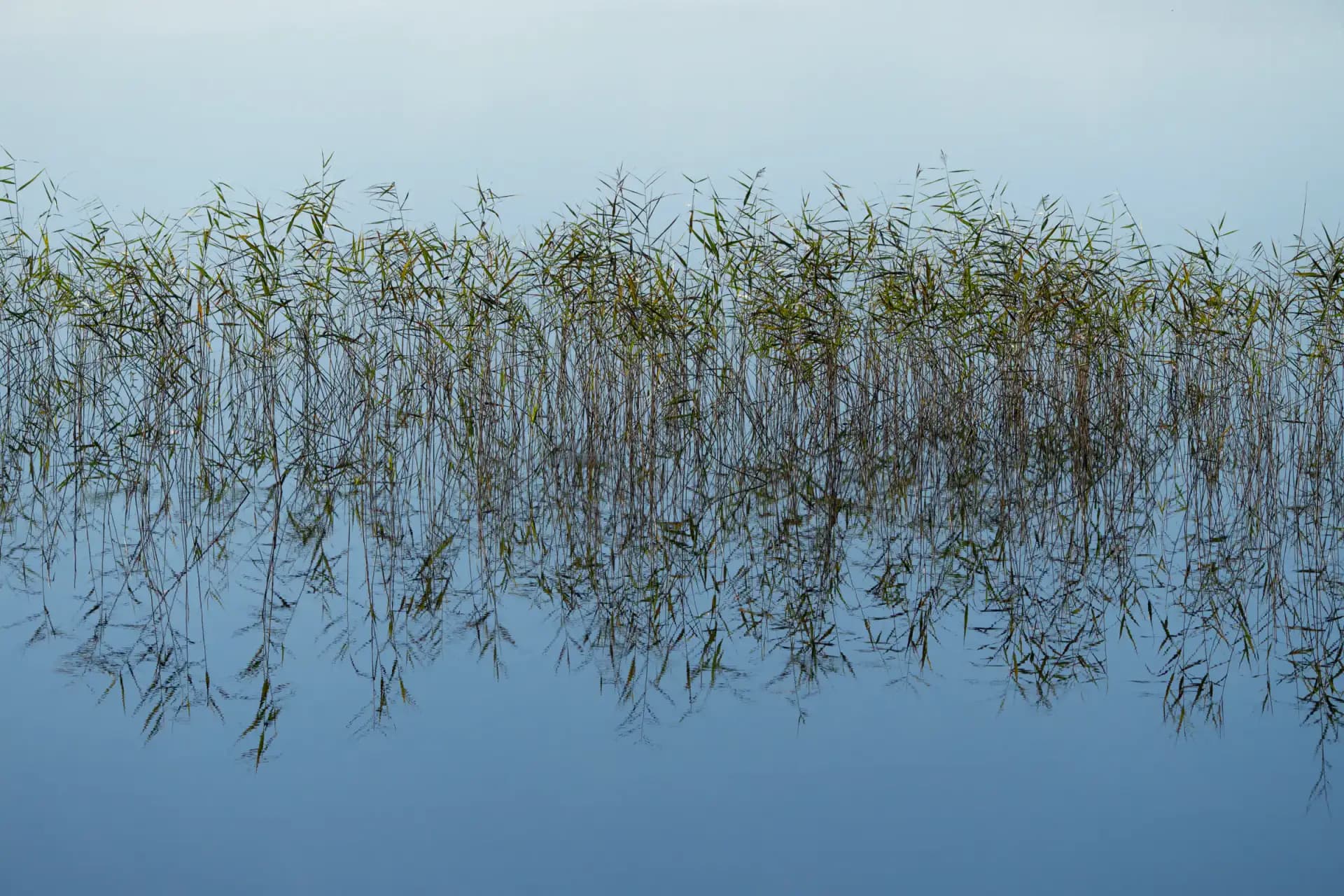 A representative image of the Azmak water and reeds used for staging